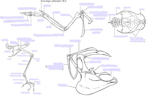 117C midterm/final Bird (Wing, Pelvis, Leg, Chest) Bones Diagram | Quizlet