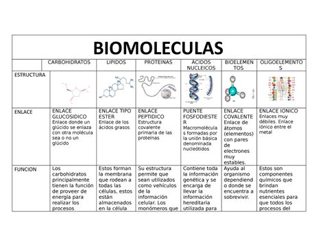 Biomoleculas Cuadro Comparativo BIOMOLECULAS CARBOHIDRATOS LIPIDOS