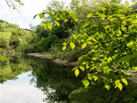 Adopt A Freshwater Spring Hill Country Conservancy