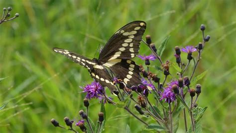 Papilio cresphontes - Facts, Diet, Habitat & Pictures on Animalia.bio