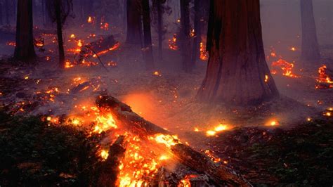 Forest Fire Wallpaper 54 Images