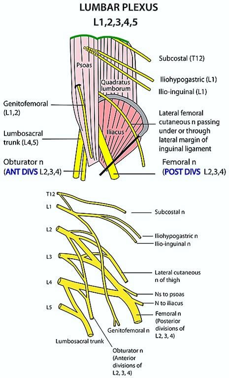 Lumbar Plexus Diagram