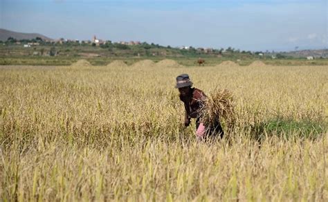 Chinese Hybrid Rice Helps Africa Enhance Food Security