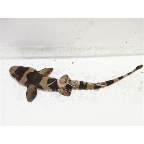 Jual Ikan Air Laut Hiu Zebra / Bambu (Bamboo Cat Shark) | Shopee Indonesia