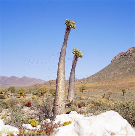 Elephant S Trunk Or Halfmens Desert Plant Photo WP03720