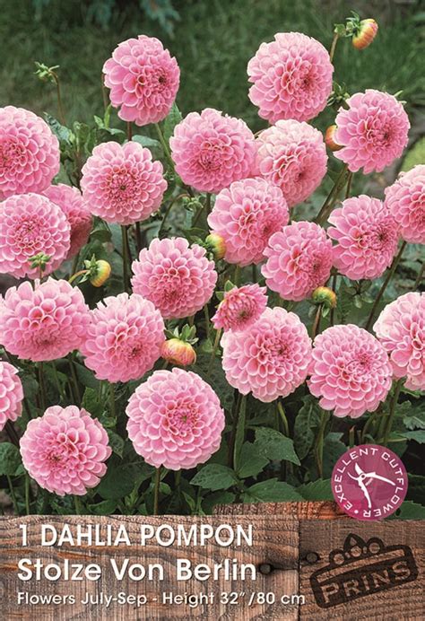 Dahlia Pom Pom Stolze Von Berlin Wpc Prins Quality Summer Bulbs