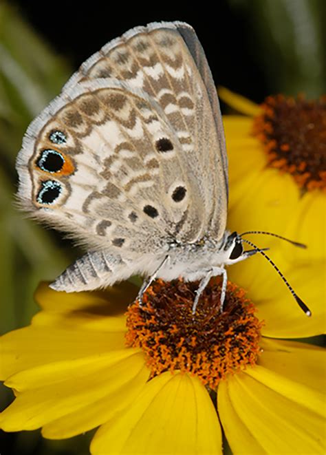 Grants help Miami blue butterfly conservation efforts – Research News