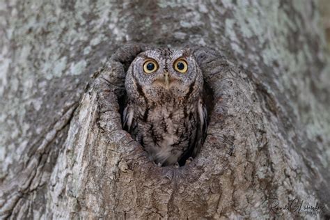 Eastern Screech Owl Megascops Asio 2023 19 Eastern S Flickr