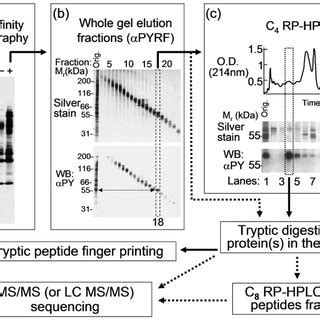 Identification Of Csf Induced Tyrosine Phosphorylated Proteins By Ms