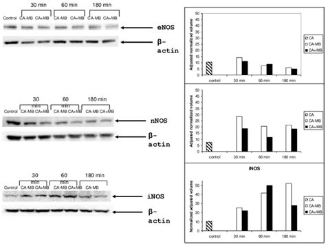 Expression Of Enos Nnos And Inos By Western Blot Analysis Protein Download Scientific Diagram