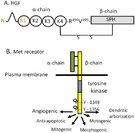 A Structure Of Hgf Consisting Of A Chain Kda Including Four