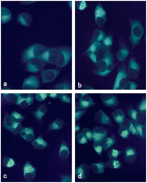 Rapamycin Induces Autophagy In The Melanoma Cell Line M14 Via