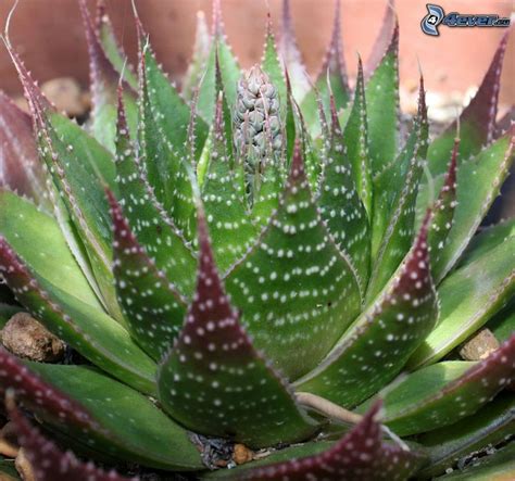 Aloe Aristata