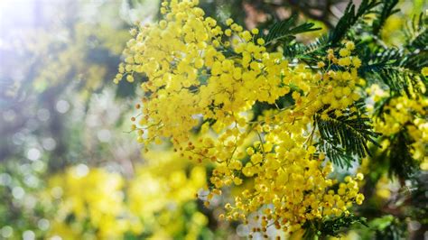 F Te Du Mimosa De Mandelieu La Napoule