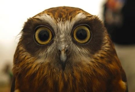 Owls with Funny Expressions on their Faces | Dangerous Minds