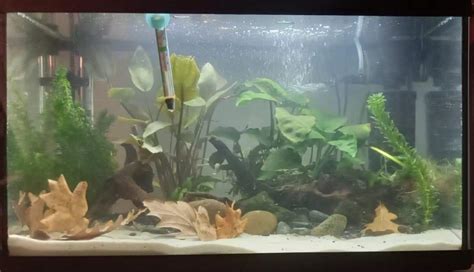 My Friends New Aquarium Raquariums