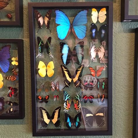 22 Double Glass Butterfly Collection Taxidermy Decor Butterfly Decorations Butterfly Taxidermy