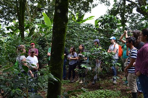 Curso Sistemas Agroforestales