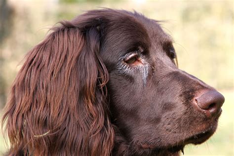 German Longhaired Pointer German Longhaired Pointer Heritage Breeds