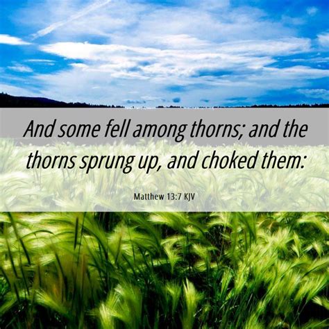 Matthew 13 7 KJV And Some Fell Among Thorns And The Thorns Sprung