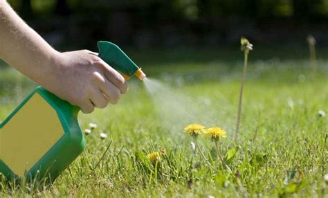 Best Strong Weed Killers In Uk Reviews Safe For Lawns Garden Yard