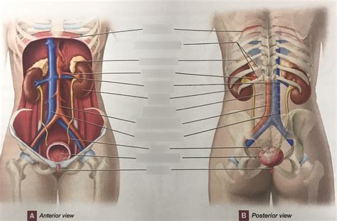 Organs Of The Female Urinary System Part 1 Diagram Quizlet