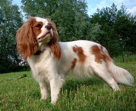 English Toy Spaniel Breed Guide Learn About The English Toy Spaniel