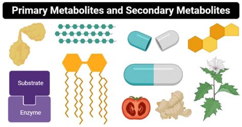 Primary vs Secondary Metabolites- Definition, 12 Differences, Examples