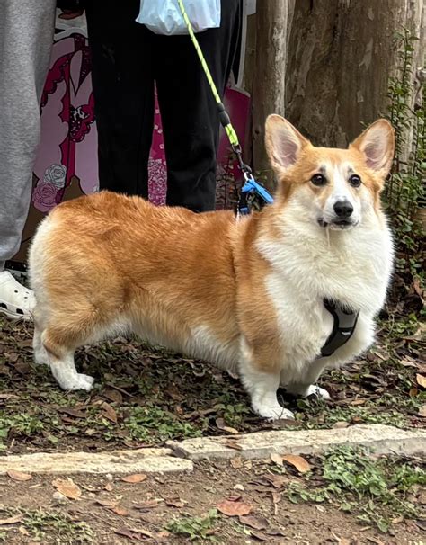 I’ve Been Told I Have A Big Corgi And He Was Indeed One Of The Biggest Corgis At A Corgi Meet Up