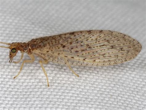 Brown Lacewing Micromus Subanticus Bugguide