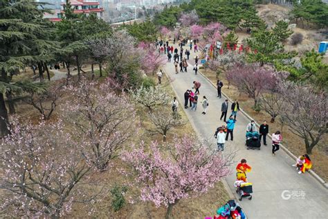 来李沧，遇见“梅”好！第二十三届中国·青岛梅花节开幕 青报网 青岛日报官网