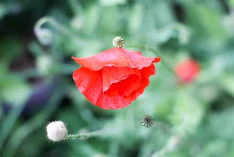 Flores Silvestres De Amapola Roja Foto Premium