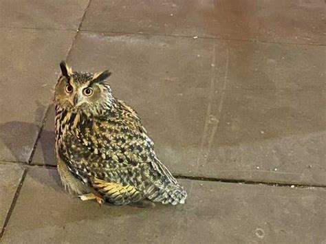 A Eurasian eagle owl has escaped from Central Park Zoo and remains ...