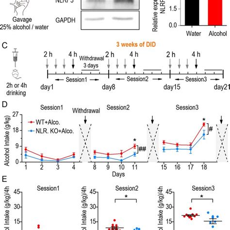 Reduction Of Binge Drinking Intake In Nlrp3 Knockout Mice A Schematic