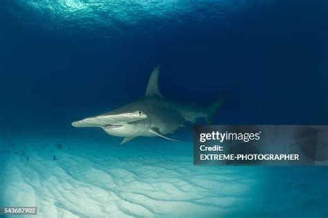 26 Hammerhead Shark Eyes Stock Photos, High-Res Pictures, and Images ...