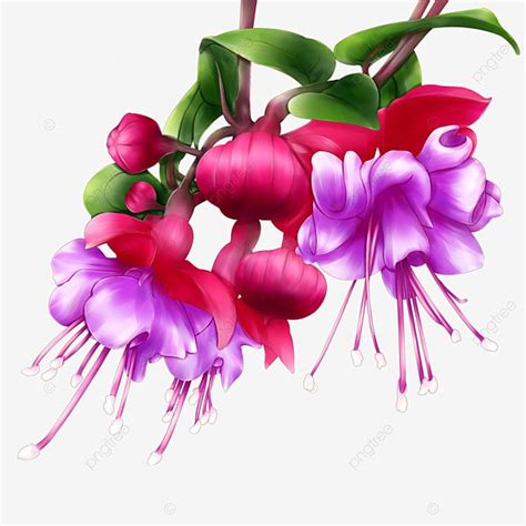 Fuchsia Hd Transparent Fuchsia Summer Summer Day Heat Png Image For