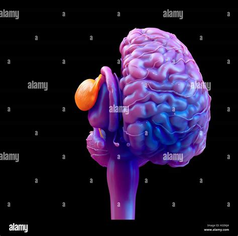 The Basal Ganglia Of The Human Brain Illustration Stock Photo Alamy