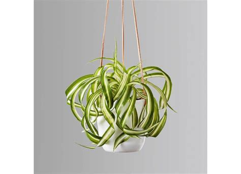 4 Spider Plant Benefits (Plus, How to Make Sure They Thrive) – PureWow