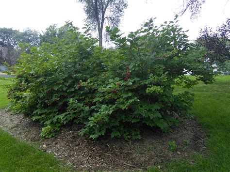 Highbush Cranberry Tree