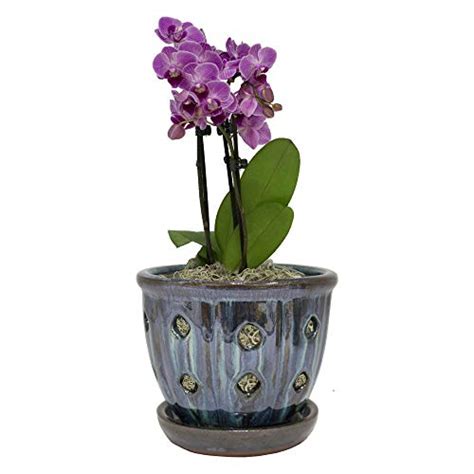 Top 10 Ceramic Orchid Pots With Holes of 2020 | No Place Called Home