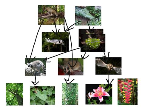 Amazon Rainforest Food Chain Diagram