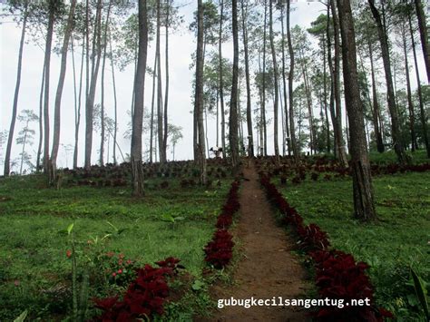 Wonoasri Seper Wisata Pinus Wonogiri Fubuki Aida Blog