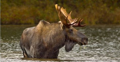 What Do Moose Eat? - A-Z Animals