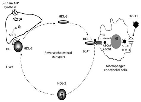 Diagram Of The Reverse Cholesterol Transport Pathway Depicting Oxidized Download Scientific