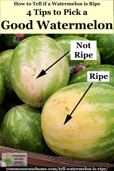 How To Tell If A Watermelon Is Ripe Ready To Pick Watermelon