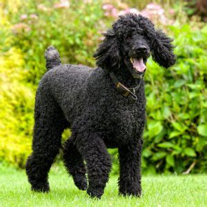 Black Standard Poodle