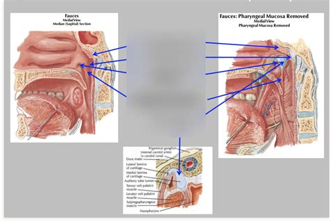 nasopharynx Diagram | Quizlet