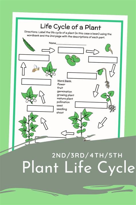 2nd3rd4th5th Plant Life Cycle Parts Labeling Diagram Color Or Black And White Plant Life