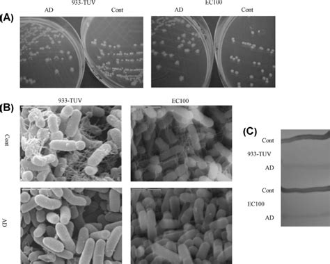 Morphological Changes In E Coli Cells After Adaptation To Menthol A