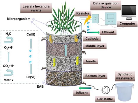 Installation Diagram Of The Constructed Wetland Microbial Fuel Cell